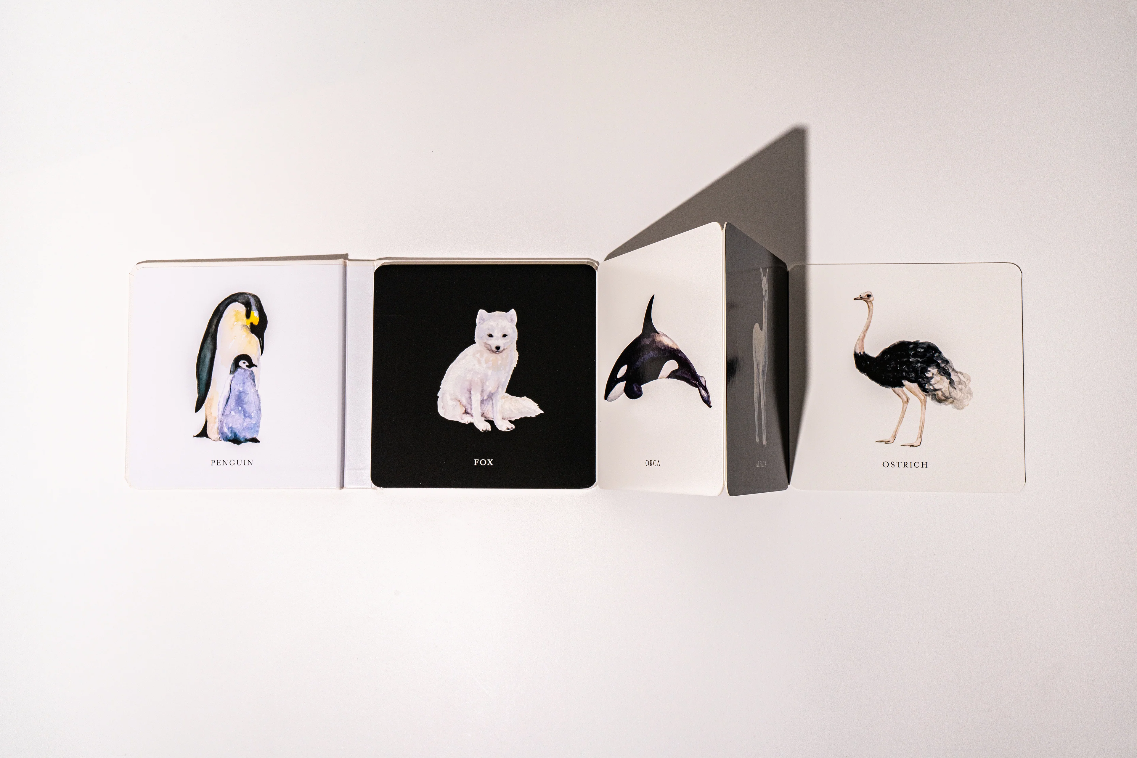 Baby's Black & White Contrast Book - Image 8